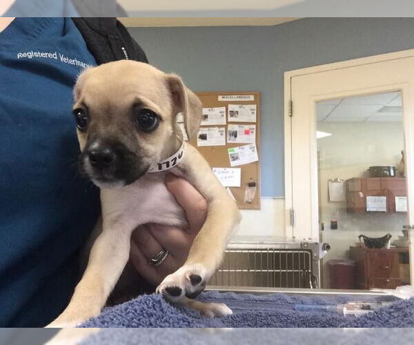 Medium Photo #1 Chihuahua Puppy For Sale in Riverside, CA, USA