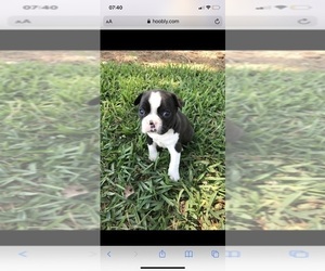 Boston Terrier Puppy for sale in BUENA VENTURA LAKES, FL, USA
