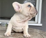 Small #2 French Bulldog