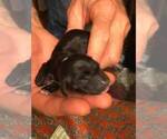 Small Photo #13 Dachshund Puppy For Sale in LAKEBAY, WA, USA