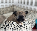 Small Photo #11 Chihuahua Puppy For Sale in FARMINGTON, AR, USA