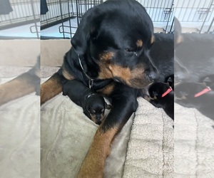 Mother of the Rottweiler puppies born on 08/12/2025