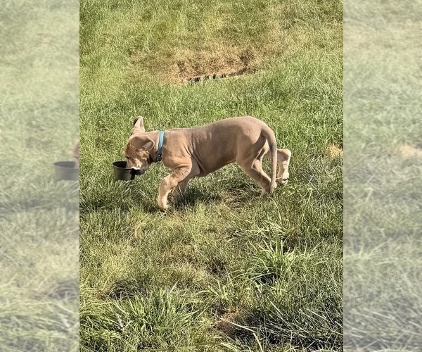 Medium Photo #1 Great Dane Puppy For Sale in GALLOWAY, OH, USA