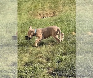Medium Great Dane