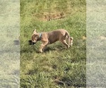 Puppy Dan Great Dane