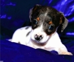 Image preview for Ad Listing. Nickname: Dexter