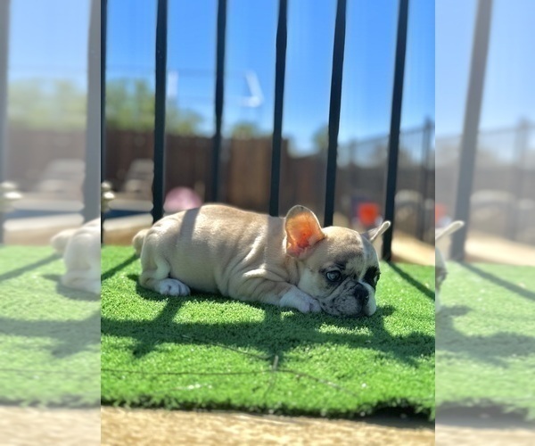Medium Photo #6 French Bulldog Puppy For Sale in CHARLOTTESVILLE, VA, USA