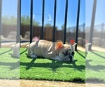 Small #5 French Bulldog