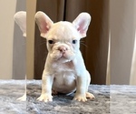 Small #6 French Bulldog