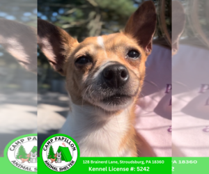 Chihuahua Dogs for adoption in Stroudsburg, PA, USA