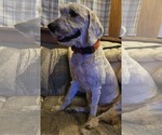 Romeo - Male Goldendoodle Dog for Adoption - Small photo