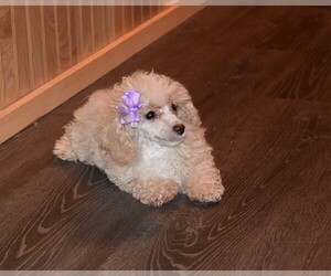 Poodle (Toy) Puppy for sale in BARNESVILLE, KS, USA