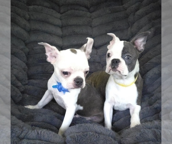 Medium Photo #4 Boston Terrier Puppy For Sale in MINERAL WELLS, WV, USA
