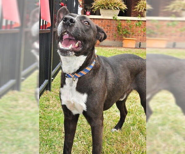 Medium Photo #46 Mutt Puppy For Sale in Houston, TX, USA