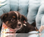 Small Photo #15 Australian Shepherd Puppy For Sale in STAFFORD, VA, USA