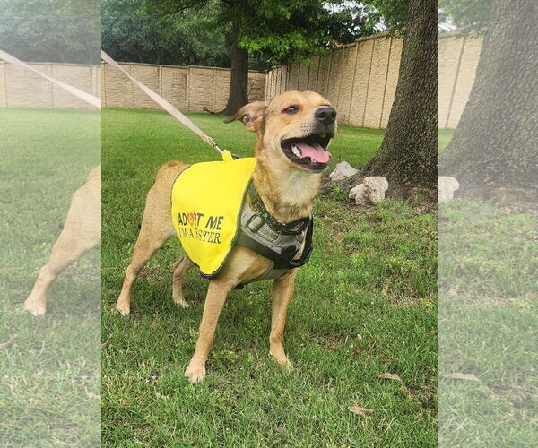 Medium Photo #1 Mutt Puppy For Sale in Dallas, TX, USA