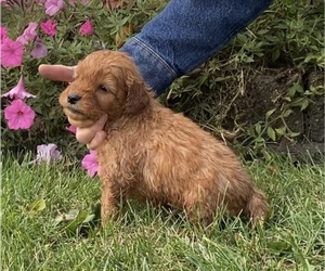 Goldendoodle (Miniature) Puppy for sale in HOLLAND, MI, USA