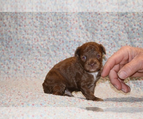 Medium Photo #2 Poodle (Toy) Puppy For Sale in DYERSBURG, TN, USA
