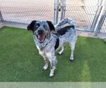 Small English Setter Mix