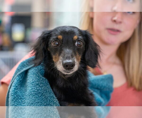 Medium Photo #4 Dachshund Puppy For Sale in Mundelein, IL, USA