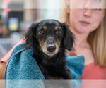 Small #3 Dachshund