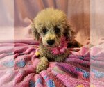 Small Photo #4 Poodle (Miniature) Puppy For Sale in Bon Carbo, CO, USA