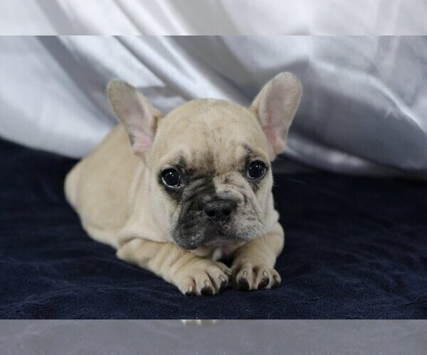 Medium Photo #3 French Bulldog Puppy For Sale in CORAL SPRINGS, FL, USA