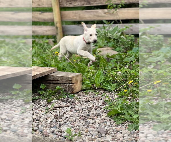 Medium Photo #2 Labrenees Puppy For Sale in New London, WI, USA