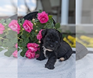 ShihPoo Puppy for Sale in GOSHEN, Indiana USA