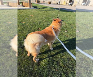 Zeke - Male Chow Chow-Siberian Husky Mix Dog for Adoption - Photo #4
