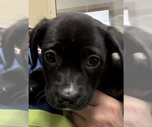 Labrador Retriever-Unknown Mix Dogs for adoption in Sacramento, CA, USA