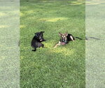 Small Photo #3 Labrador Retriever-Unknown Mix Puppy For Sale in Ball Ground, GA, USA