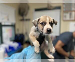 Medium American Pit Bull Terrier Mix