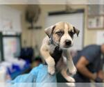 Small American Pit Bull Terrier Mix