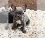 Puppy Puppy 4 French Bulldog