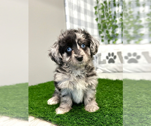 Aussiedoodle Miniature  Puppy for sale in MARIETTA, GA, USA