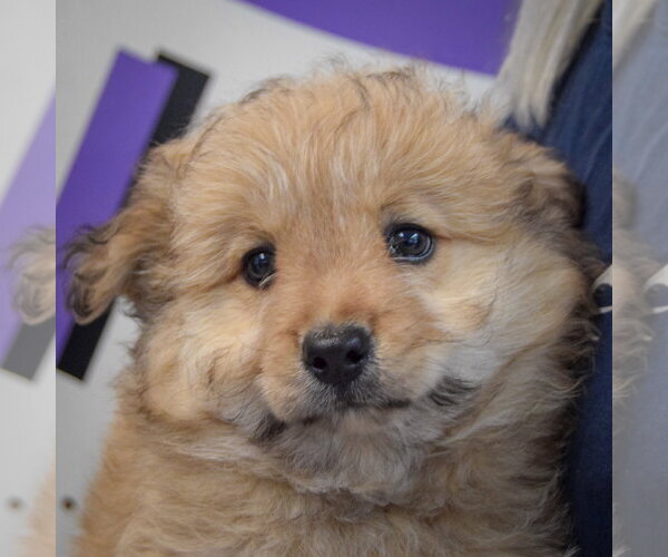 Medium Photo #2 Chow Chow-Unknown Mix Puppy For Sale in Huntley, IL, USA