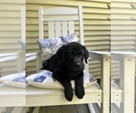 Small #17 Labrador Retriever