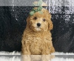 Puppy bently F1 Maltipoo