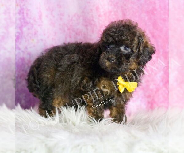 Medium Photo #3 Poodle (Toy) Puppy For Sale in WARSAW, IN, USA