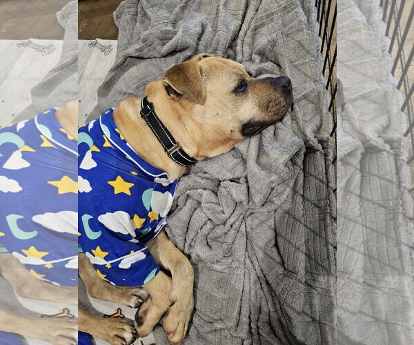 Medium Photo #5 American Pit Bull Terrier-Unknown Mix Puppy For Sale in Chico, CA, USA