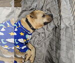 Small #4 American Pit Bull Terrier Mix