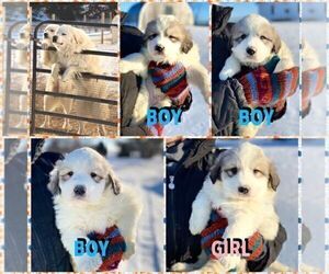 Great Pyrenees Puppy for sale in FALL CREEK, WI, USA