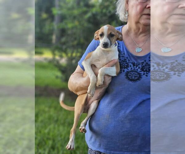 Medium Photo #4 Italian Greyhound-Unknown Mix Puppy For Sale in Wakefield, RI, USA
