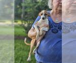 Small #3 Italian Greyhound Mix