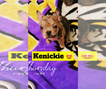 Puppy Kenickie French Bulldog