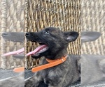Small #6 Dutch Shepherd Dog