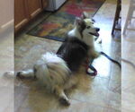 Small #3 Huskimo