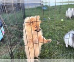 Small #1 Pomeranian