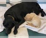 Small Photo #15 Labrador Retriever Puppy For Sale in WILSONVILLE, OR, USA
